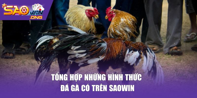 Tổng hợp những hình thức đá gà có trên SAOWIN